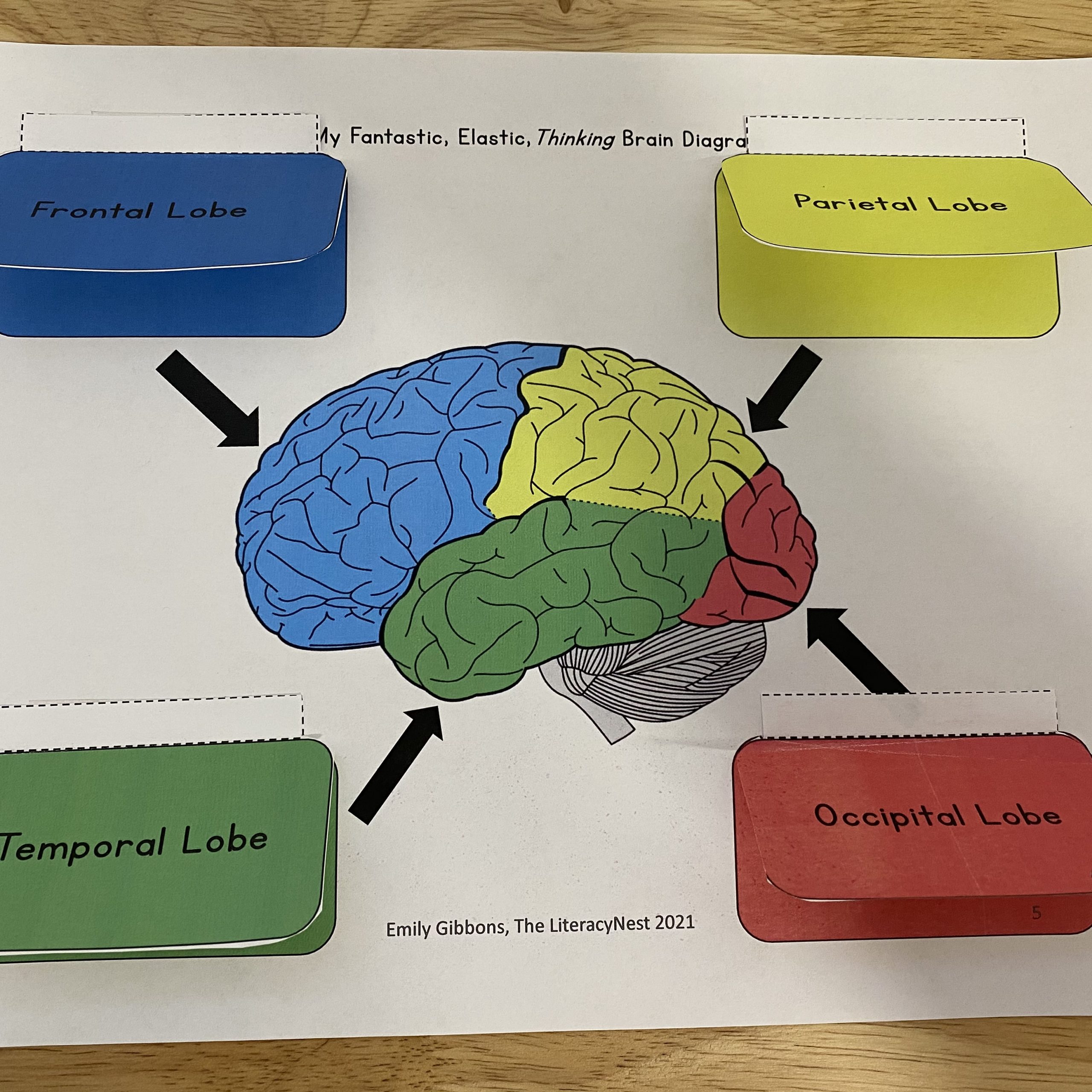 Brain Function Diagram For Kids